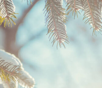 Snow covered tree branches.